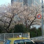 都内は桜が満開