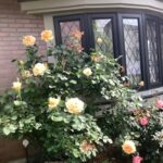 事務所前のバラの花が満開。