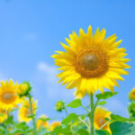 夏季休業のお知らせ